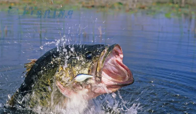 Embark on a journey to master the art of crankbait fishing tailored specifically for largemouth bass. Explore the nuances of technique and discover the best crankbaits to elevate your bass angling game.