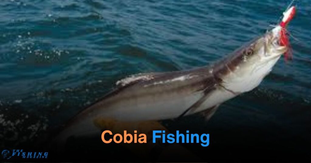 Cobia Fishing