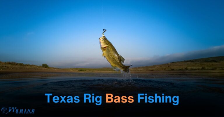 Texas Rig Bass Fishing