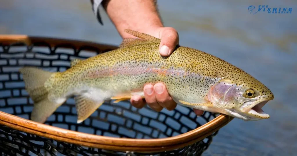 Lake Cuyamaca Fishing techniques