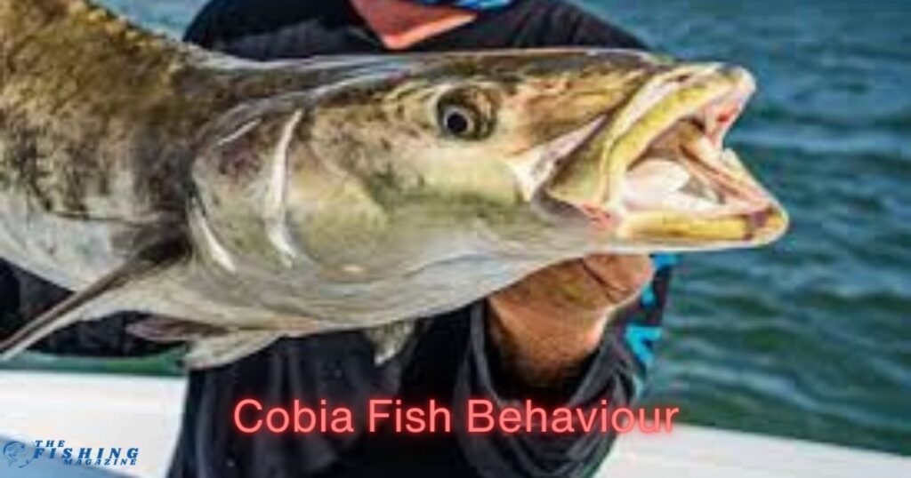 Cobia fish behavior