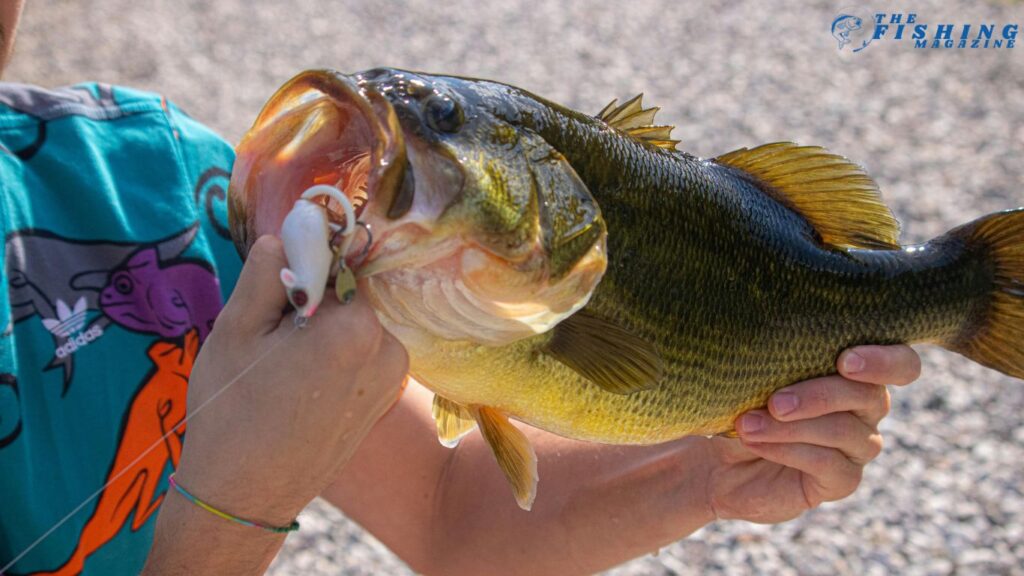 Spotted Bass Fish