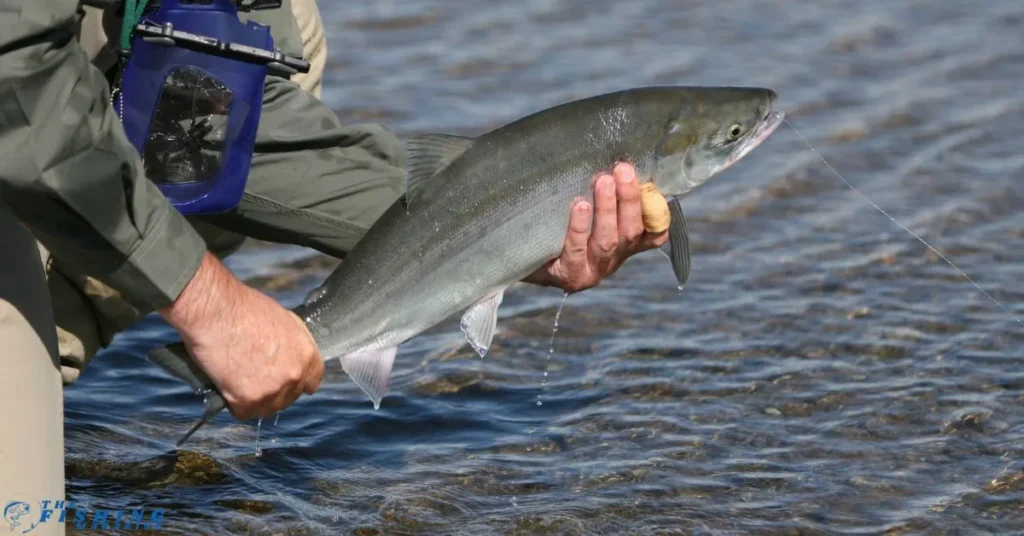 Alaska fishing season