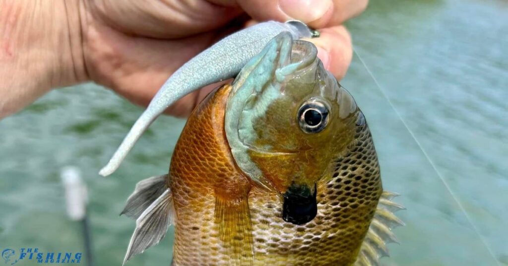 Center Hill Lake Fishing technique