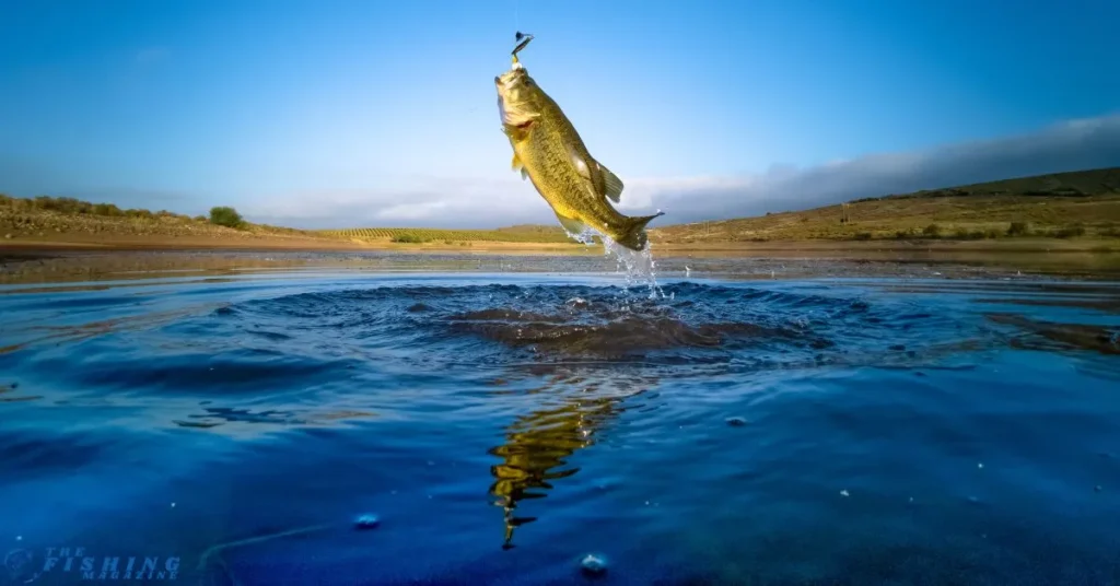 Fishing Seasons at Old Hickory Lake