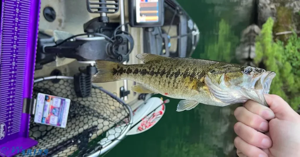 Fishing Techniques for Fontana Lake