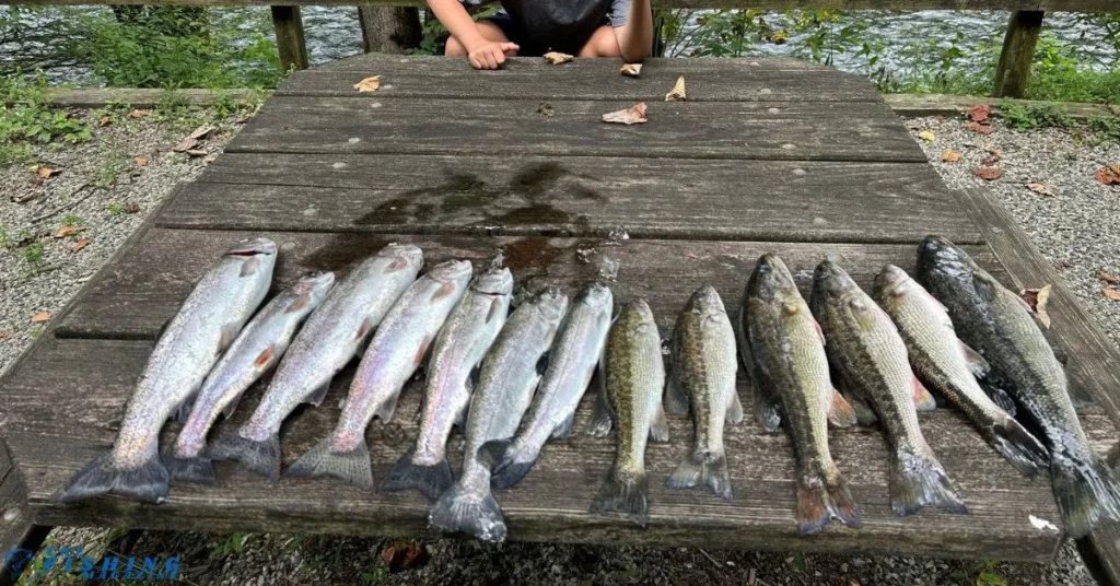 Fontana Lake fishing species