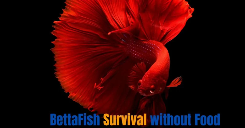 How Long Can a Betta Fish Go Without Food