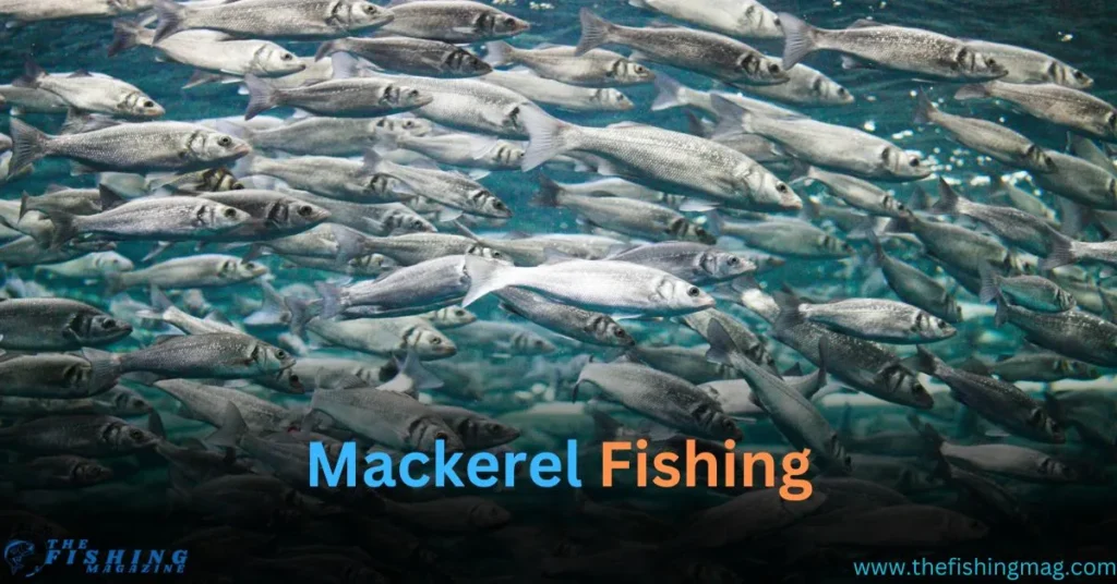 Mackerel Fishing