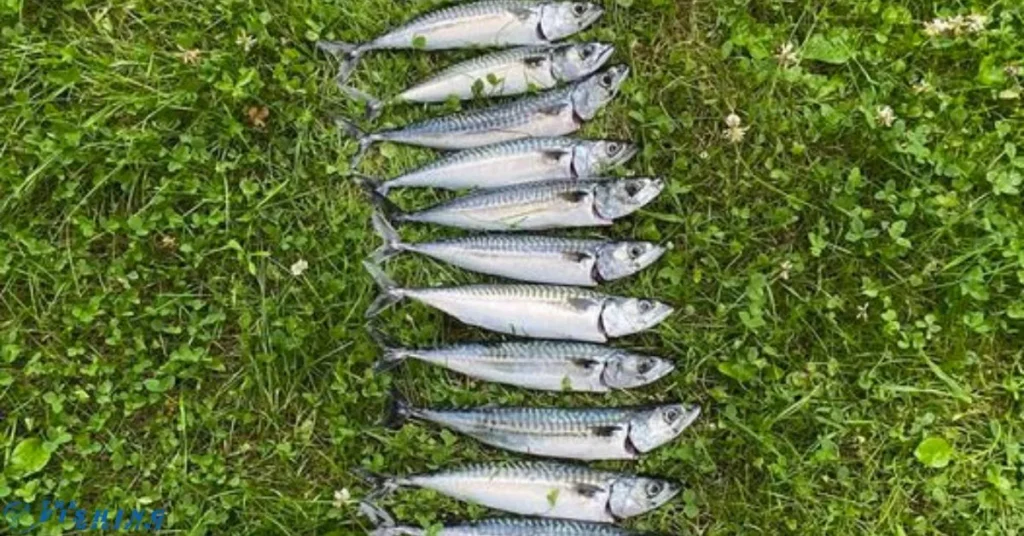 Mackerel Fishing techniques