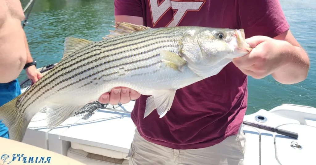 Smith Mountain Lake fishing species