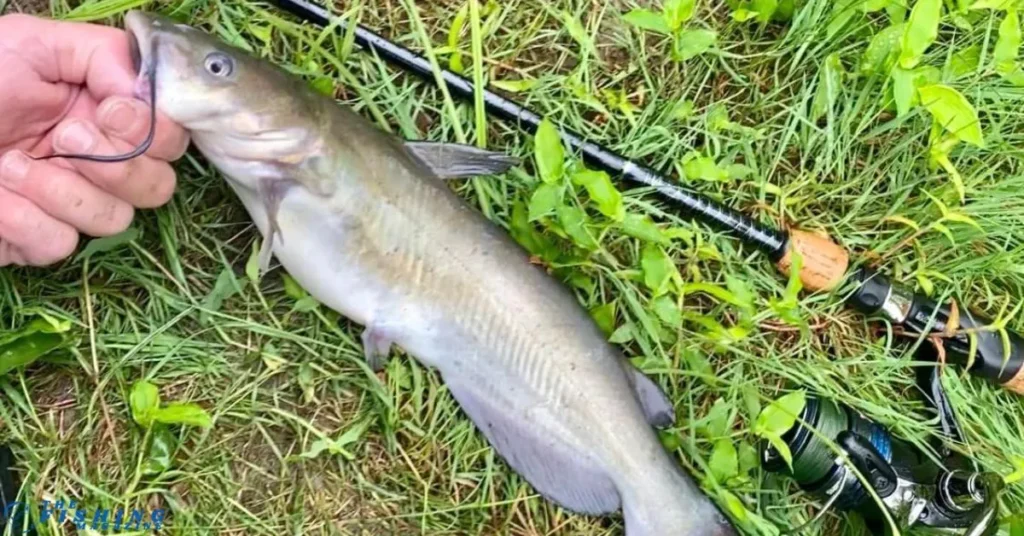 Smith Mountain Lake fishing techniques