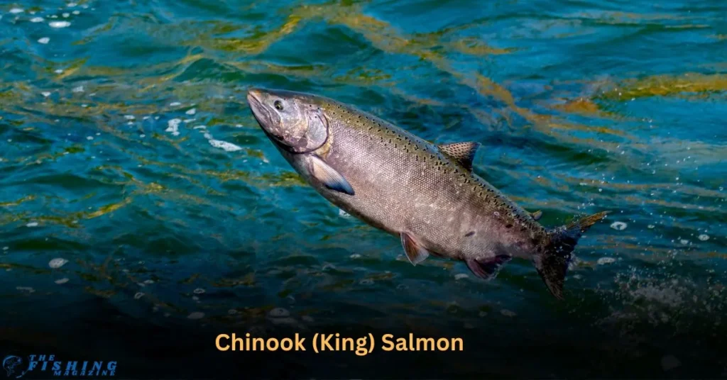 chinook king salmon