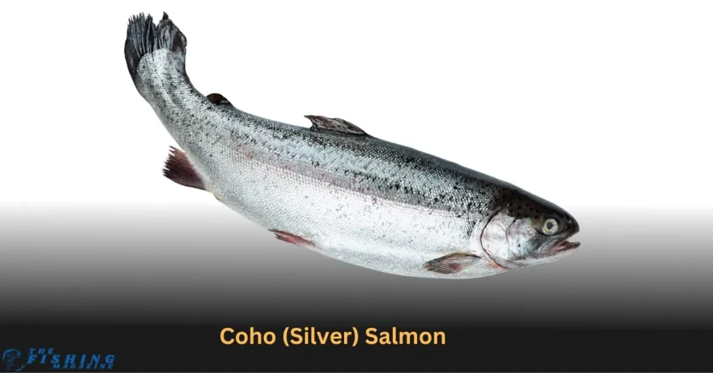 Coho Silver salmon