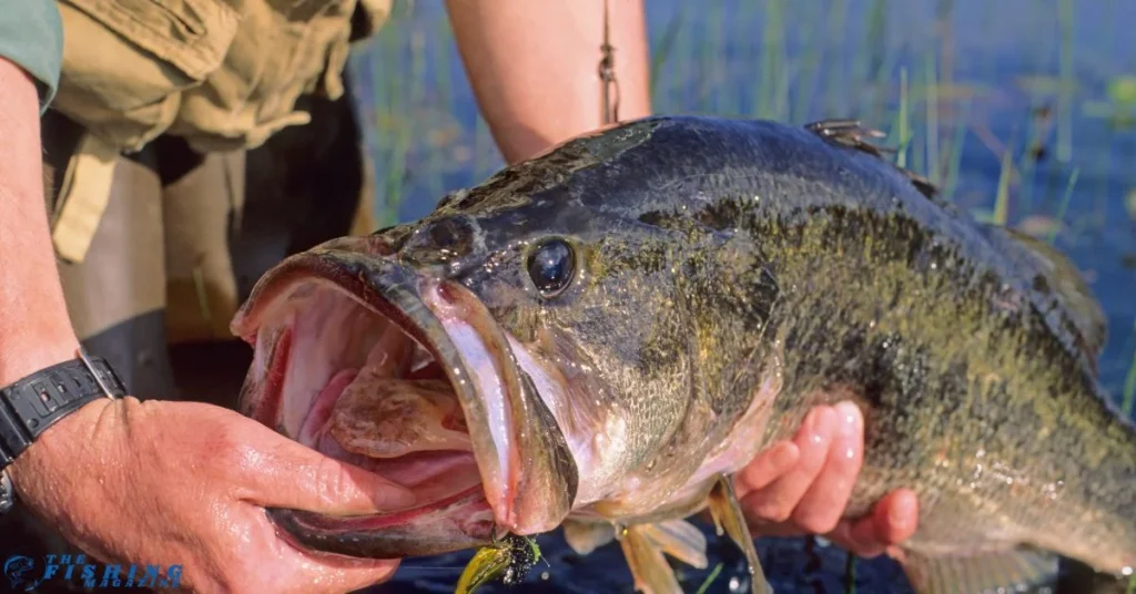 largemouth bass at lake martin