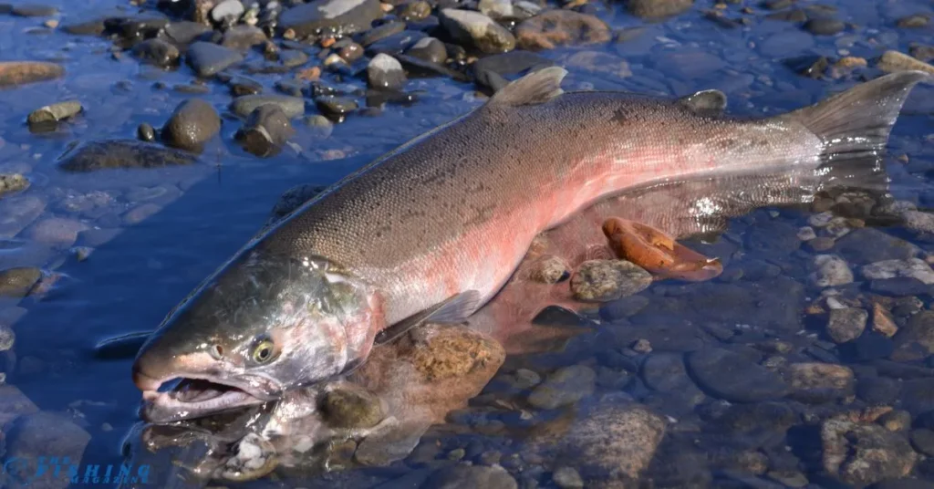 salmon fishing in alaska