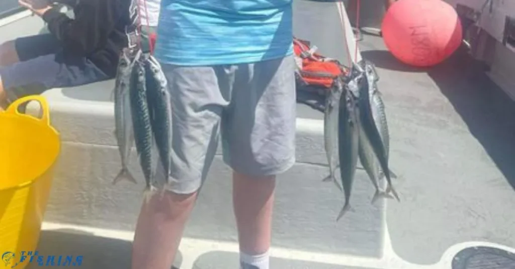 successful Mackerel catching